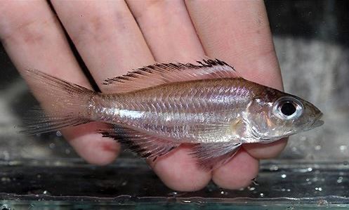 Trematocara marginatum